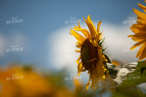 Sunflowers 2092