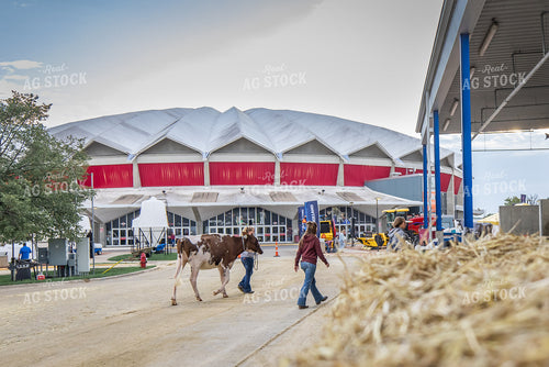 Show Cattle at Expo 270078
