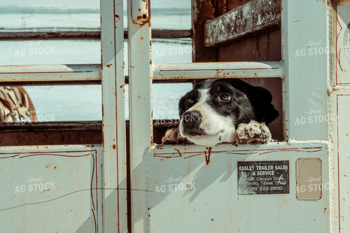 Dog in Horse Trailer 58100