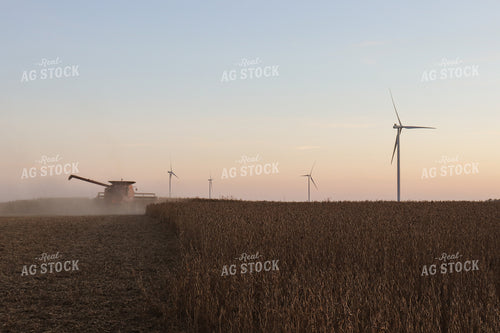 Soybean Harvest 67019