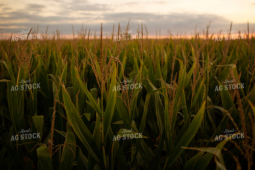 Corn - Mid-Season 2346