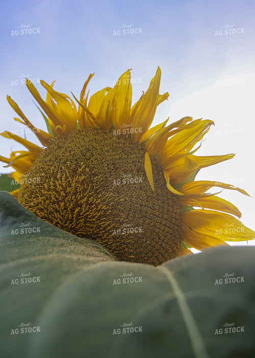 Sunflowers 160152