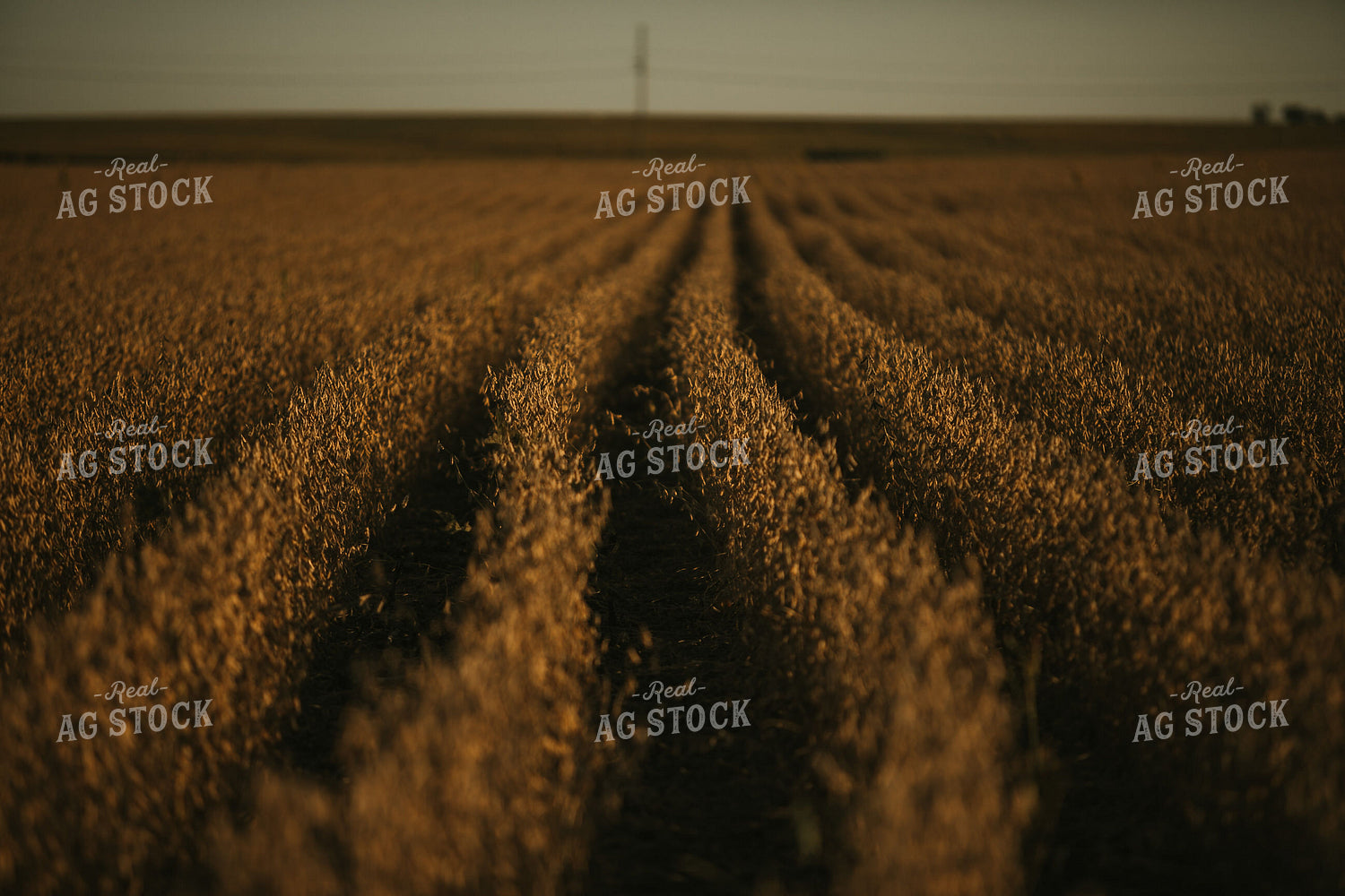 Rows of Dried Soybeans 4798