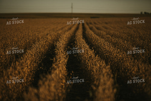 Rows of Dried Soybeans 4798