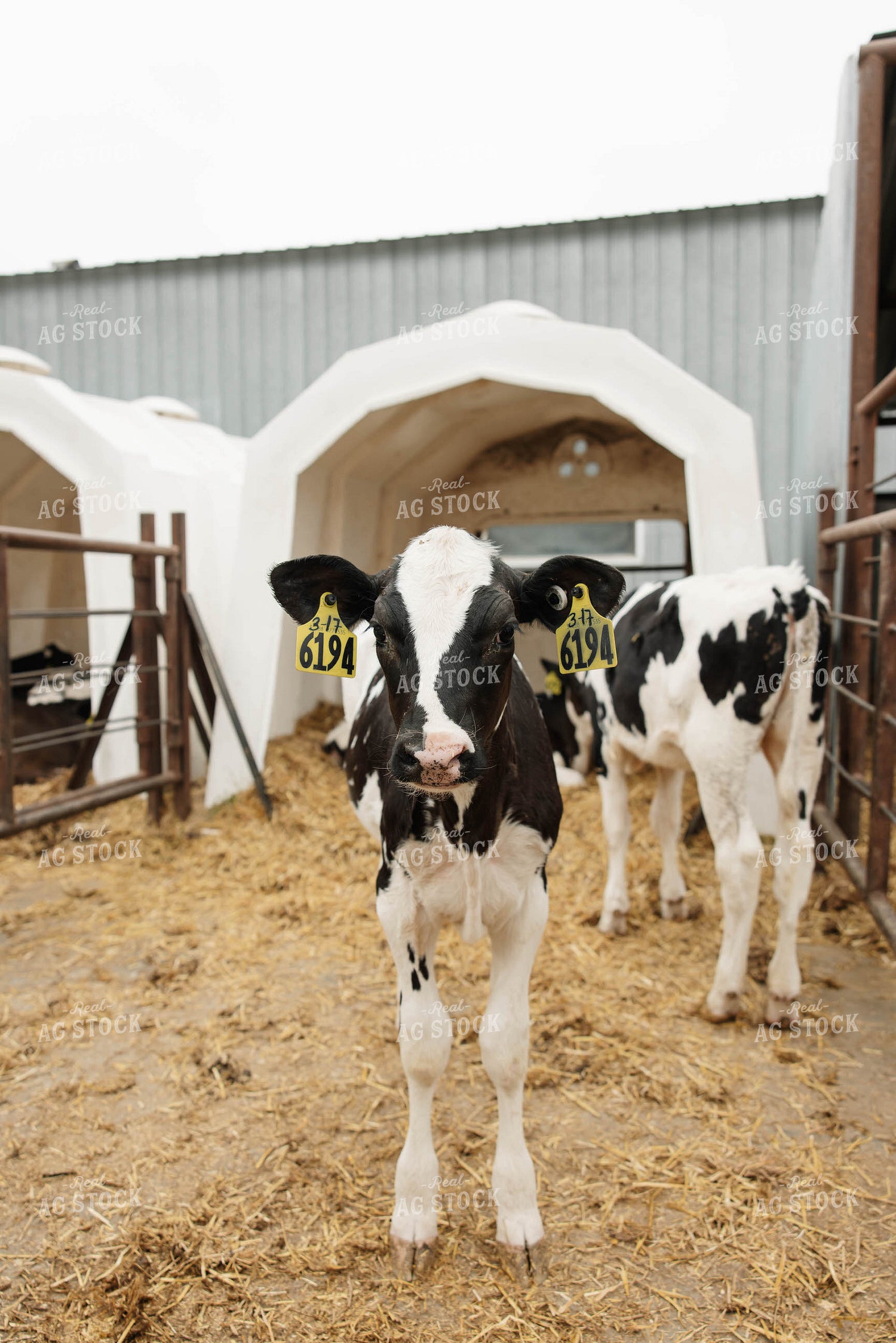 Holstein Calves 152763