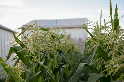 Sweet Corn Tassels 191197