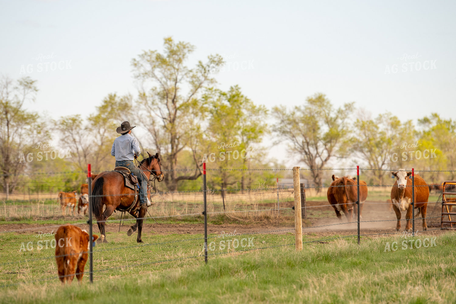 Herding Hereford Cow Calf Pairs 212103