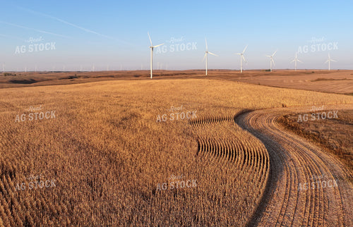 Aerial of Dried Corn Field 141194