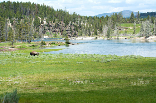 Western Landscape Bison 69011