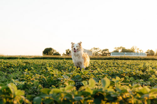 Cattle Dog in Beans 68294