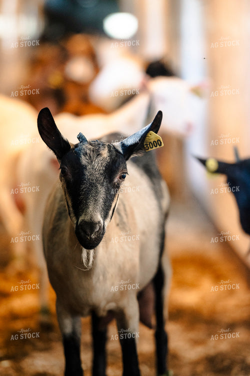 Goats 195010