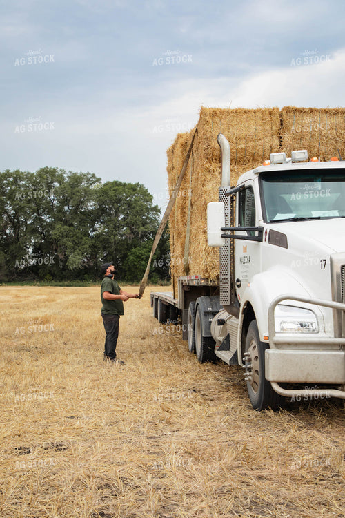Farmer Securing Wheat Straw Bales 152591