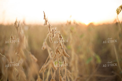 Dried Soybean Pods 93117