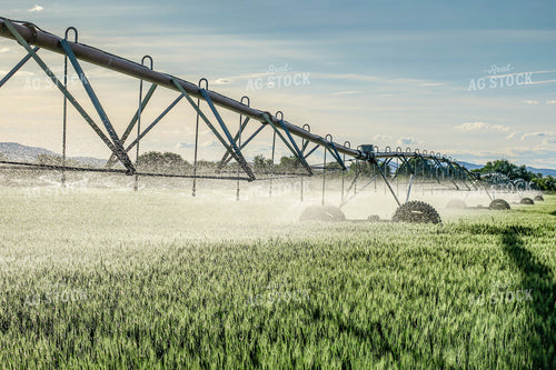 Irrigator Runs in Growing Wheat Field 81140
