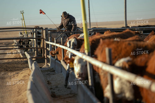 Rancher With Cattle 99004