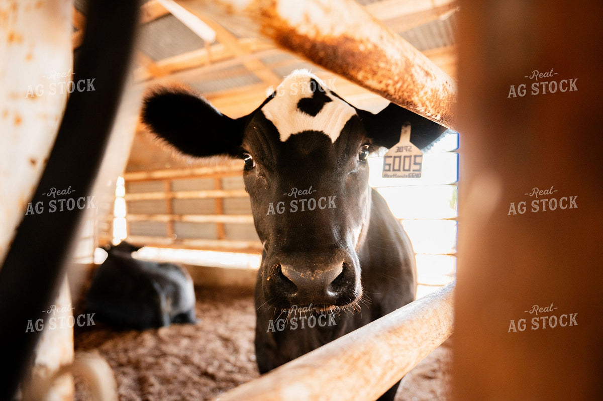 Curious Calf Looking Through Pen Rails Indoors 402059