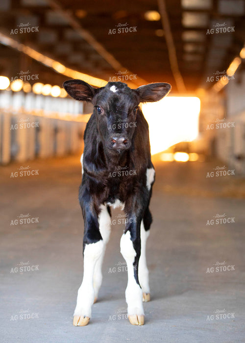 Holstein Dairy Calf in Barn 55088
