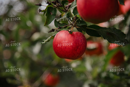Gala Apples 137087