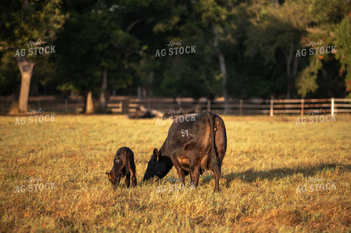 Black Angus Cow-Calf Pair Grazing at Golden Hour 402000