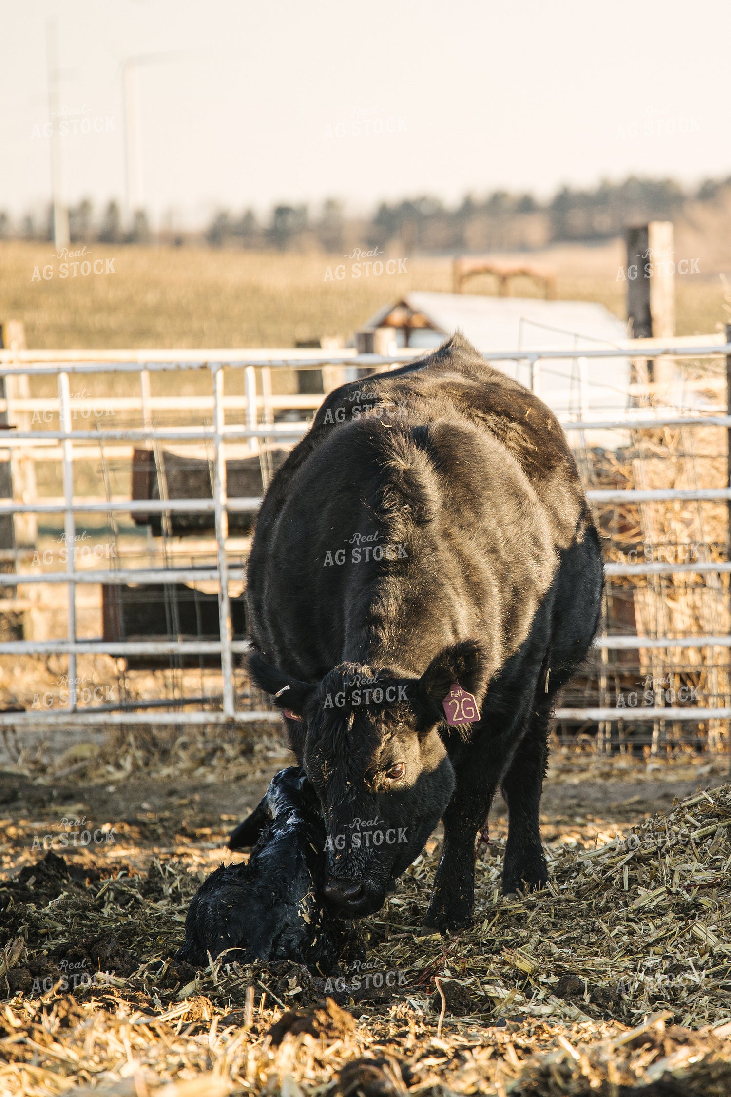 Cow Giving Birth to Calf 70121