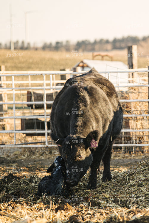 Cow Giving Birth to Calf 70121