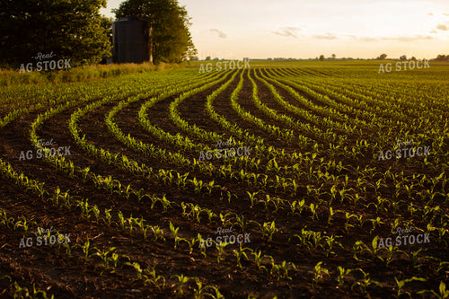 Early Growth Corn 6319