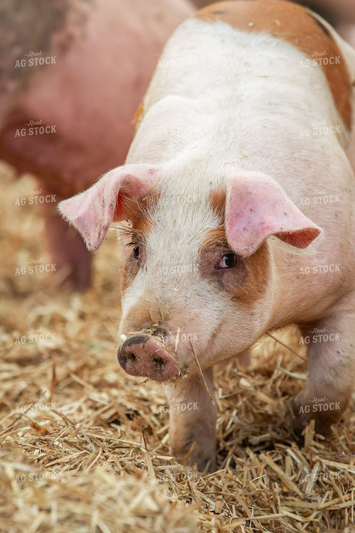 Indoor Pig 270538