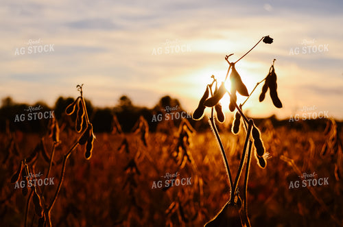 Close Up of Dried Soybeans at Sunset 137018
