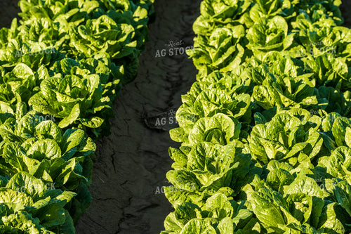 Field of Lettuce 105055
