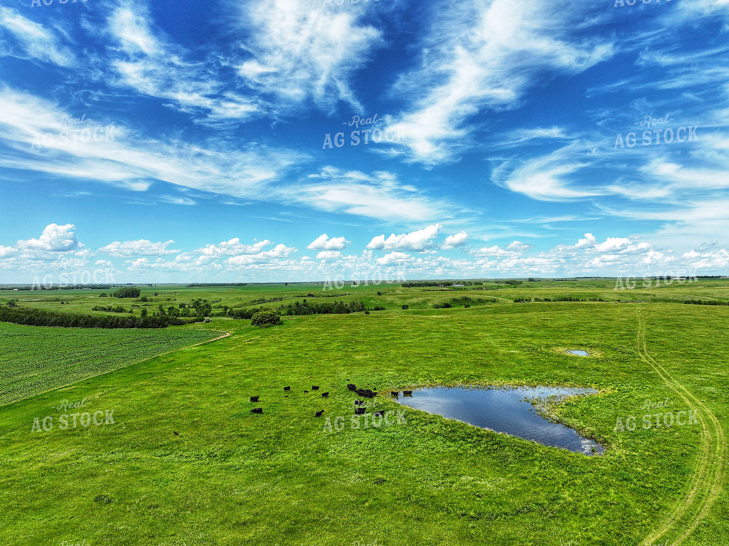 Aerial of Summer Pasture 141313