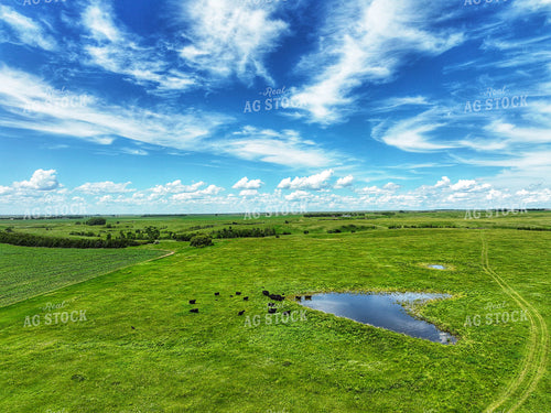 Aerial of Summer Pasture 141313