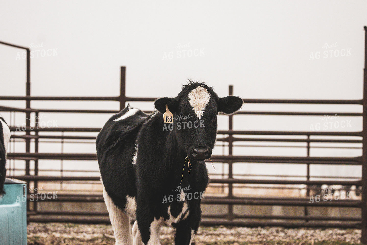 Black Baldy Cow 162011