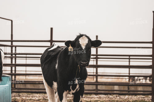 Black Baldy Cow 162011