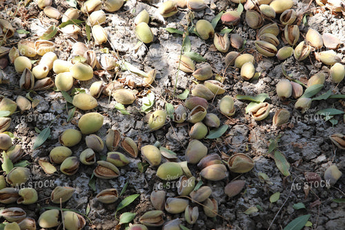 Harvesting Pecans 102140