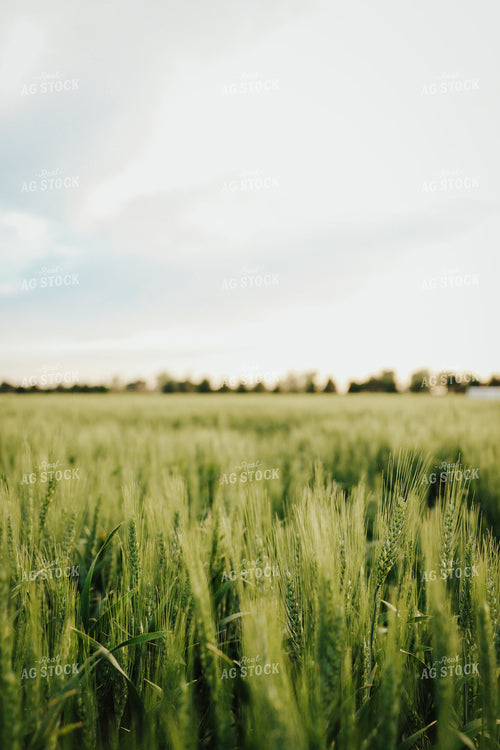 Wheat 83141