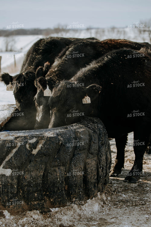 Angus Cows Eating 77030
