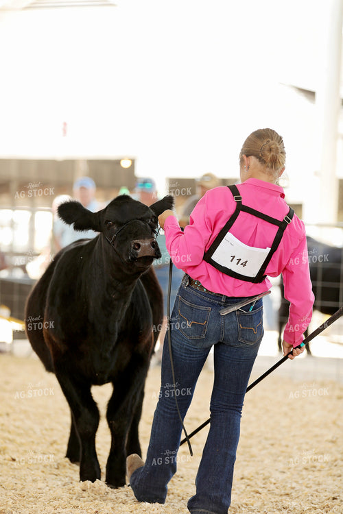 Showing Cattle 127105