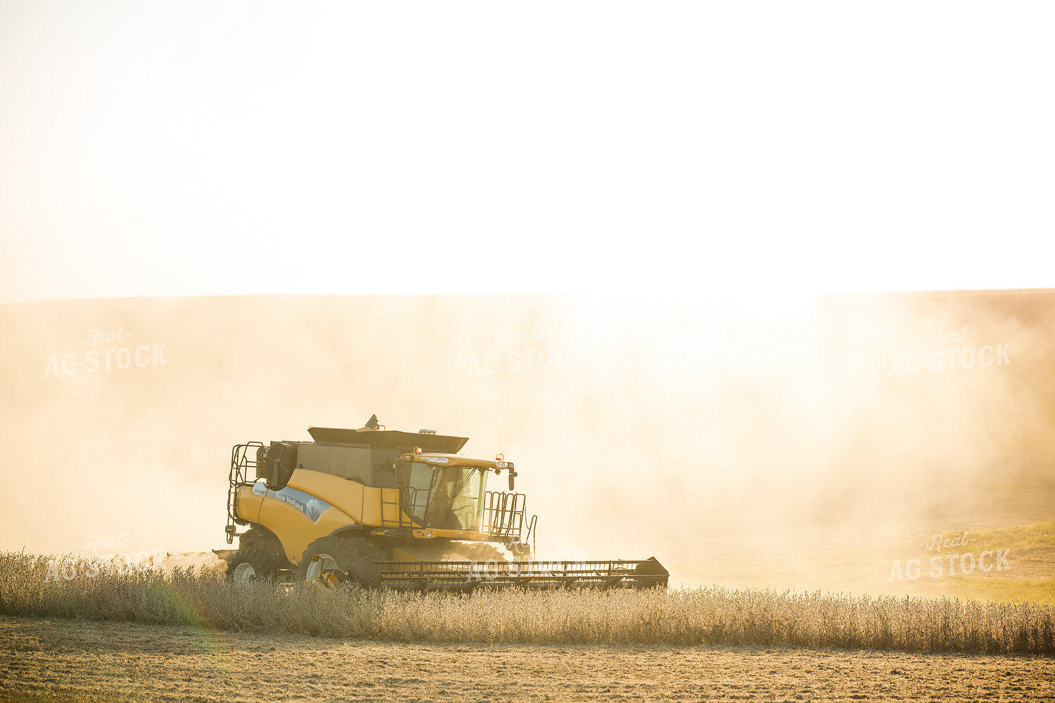 Soybean Harvest 215123