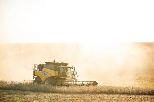 Soybean Harvest 215123