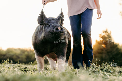Working with Show Pig 68211
