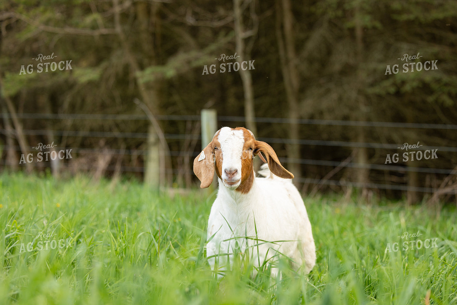 Goats 233013