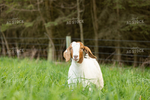 Goats 233013