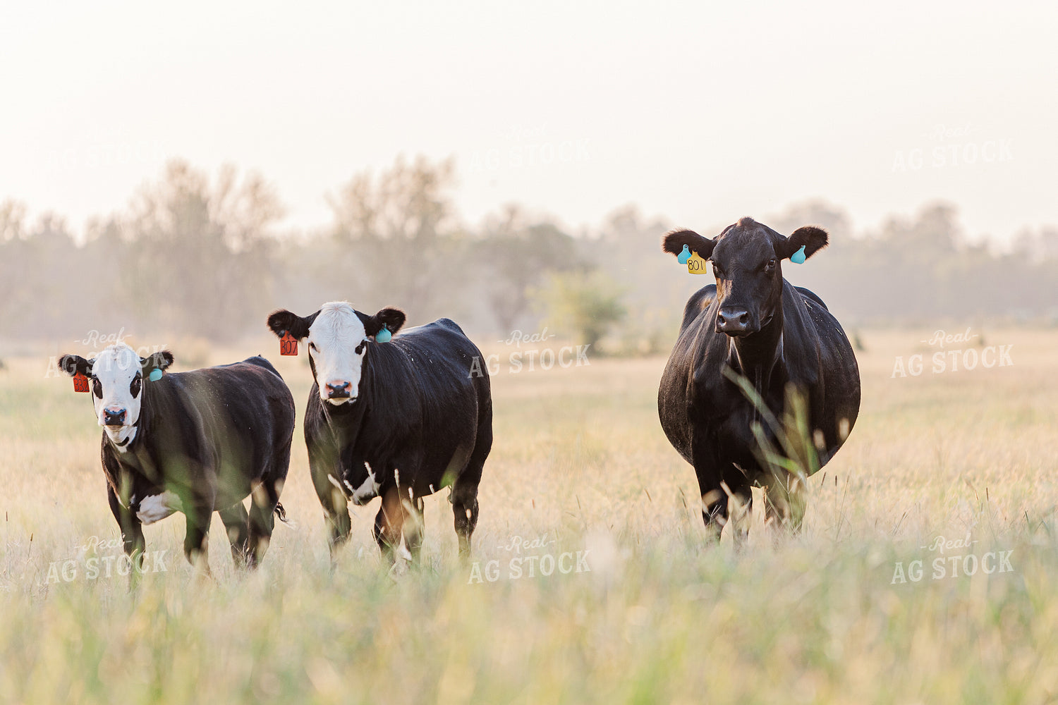 Cattle on Pasture 131028