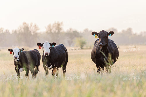 Cattle on Pasture 131028