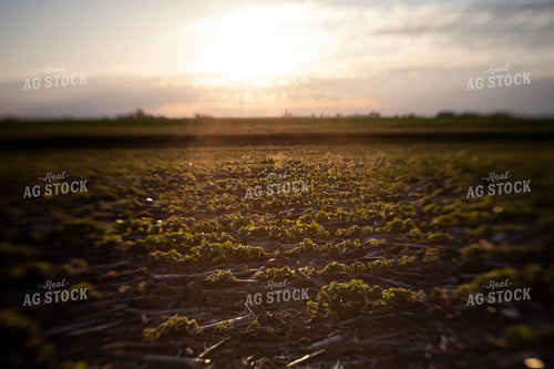 Soybeans - Mid-Season 1511