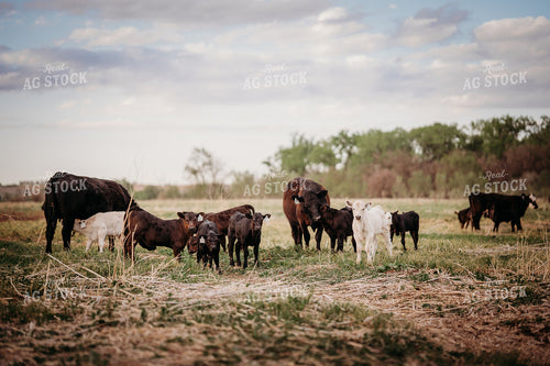 Cow Calf Pairs on Pasture 196295