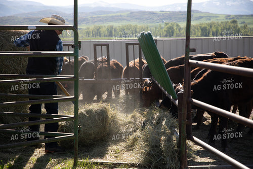Rancher Feeding Hay to Cattle in Feedyard 117030