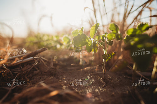V3 Soybeans in Rye Cover Crop 5801