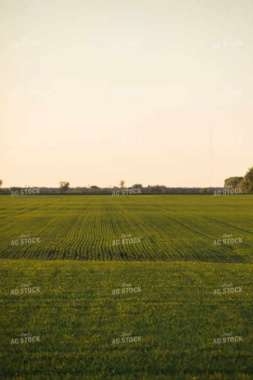 Green Wheat Field 5442