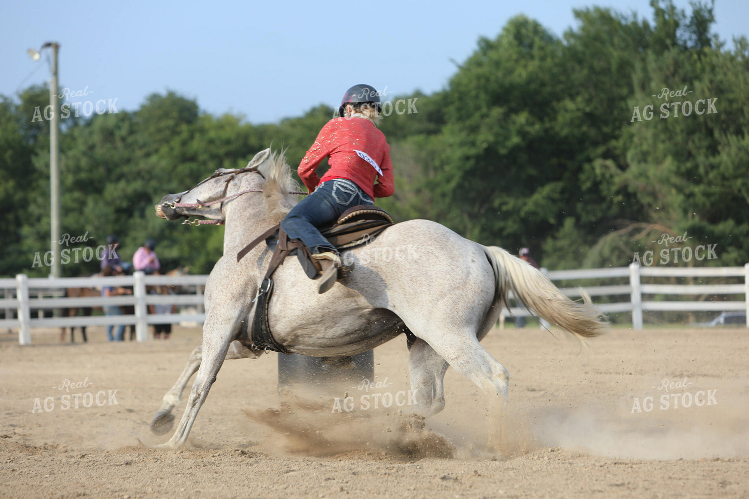 Equestrian Riding Horse 160048